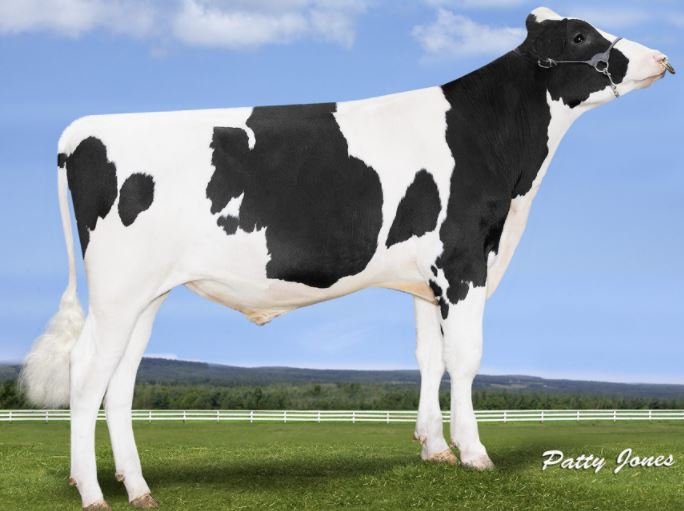 Holstein dairy bull Progenesis Wimbledon
